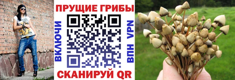 площадка формула  Саратов  Галлюциногенные грибы прущие грибы 